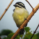 صورة Pogoniulus bilineatus leucolaimus (Verreaux, J, Verreaux & E 1851)