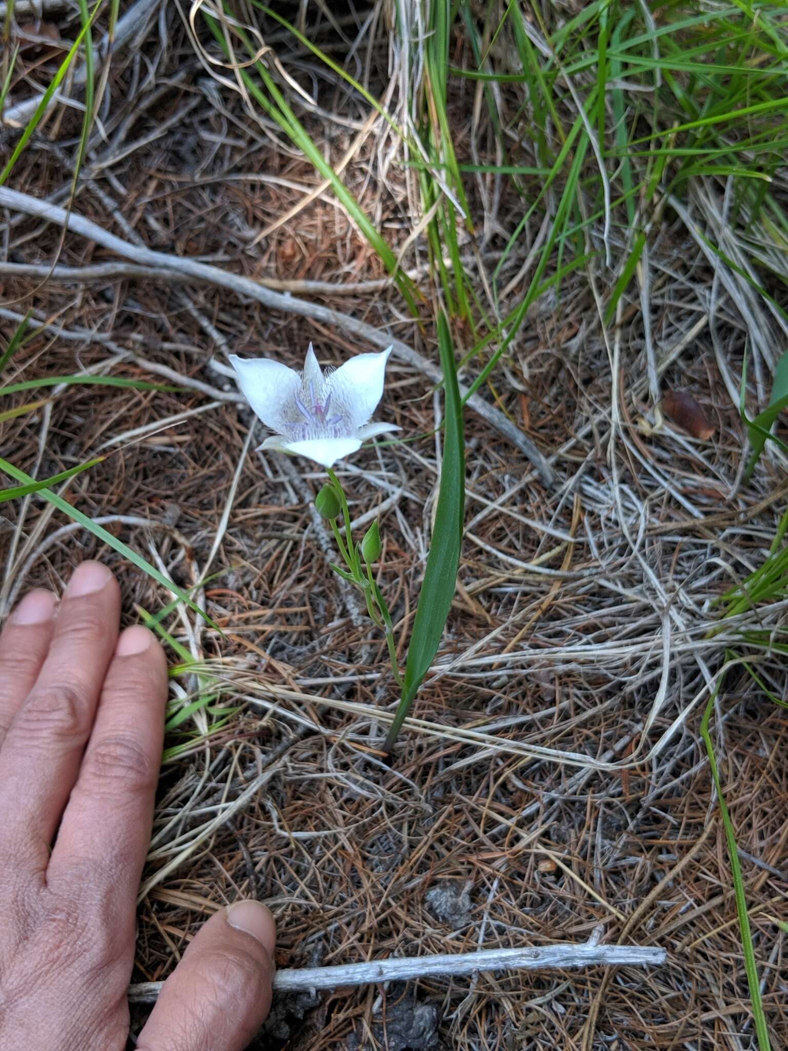 Image of Selway mariposa lily