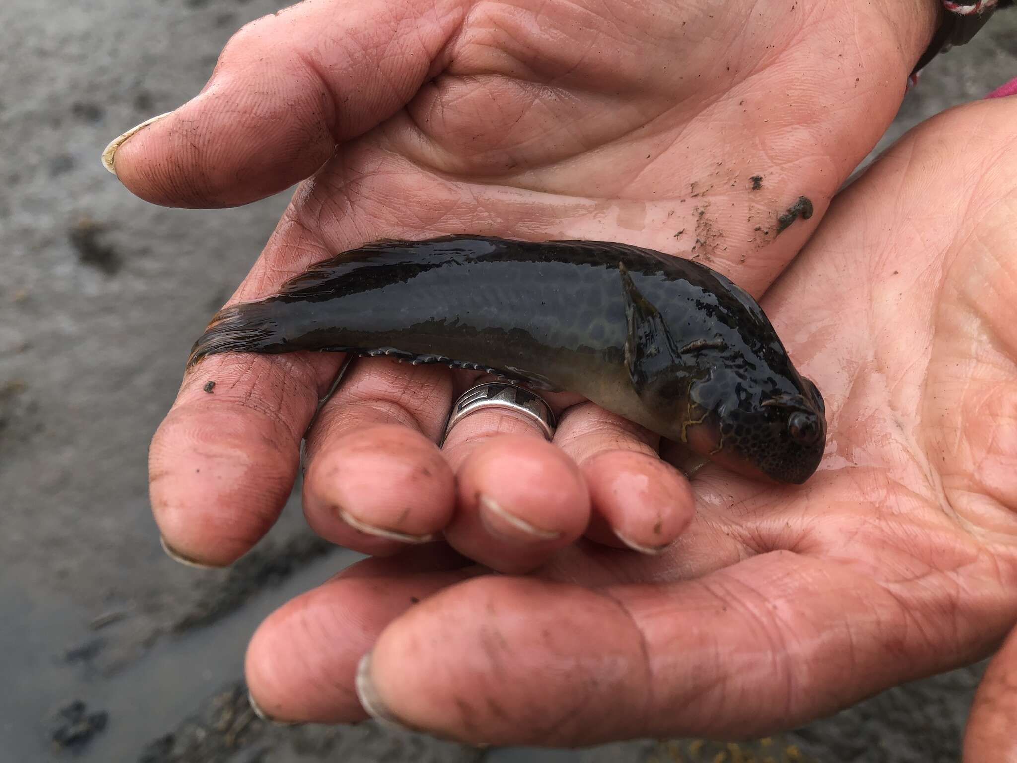 Image of Bay blenny