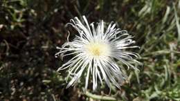 Image of Mesembryanthemum splendens L.