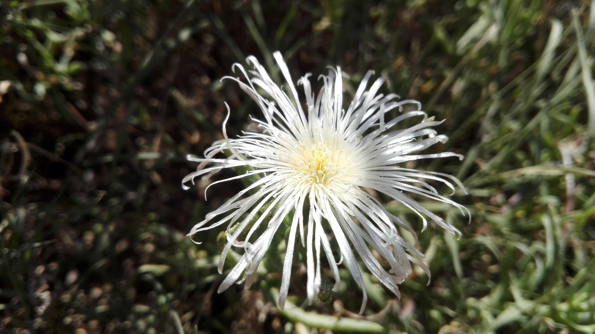 Image of Mesembryanthemum splendens L.