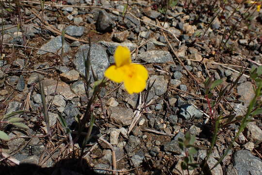 Image of widecalyx monkeyflower