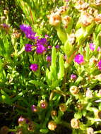 Image of Ruschia macowanii (L. Bol.) Schwant. apud Jacobsen