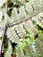 Image of Cornopteris banajaoensis (C. Chr.) K. Iwats. & M. G. Price