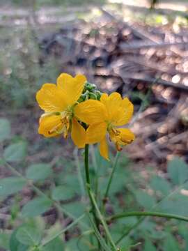 Image of woolly senna