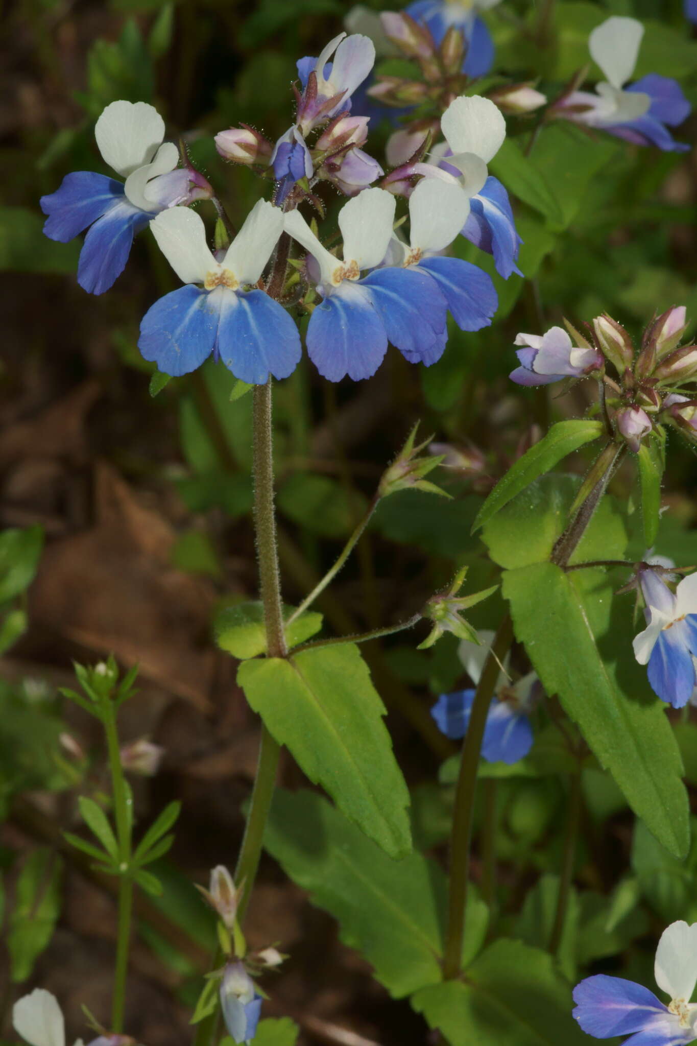 Image of spring blue eyed Mary