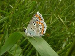 Image of brown argus