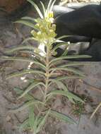 Image of Emory's milkweed