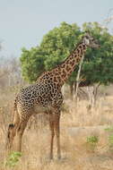 Image of Rhodesian giraffe