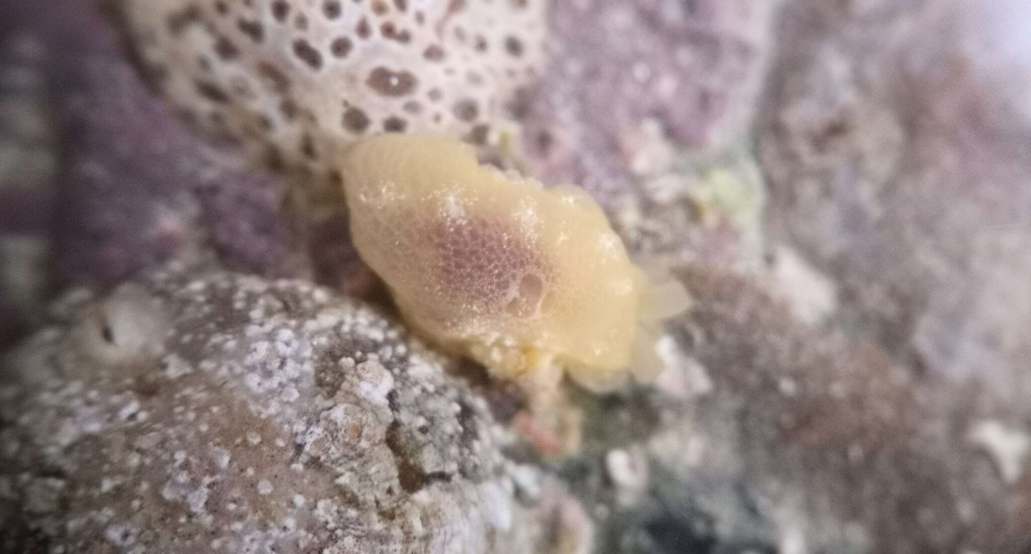 Image of yellow-plumed sea slug