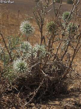 Image of Echinops philistaeus Feinbr. & Zohary