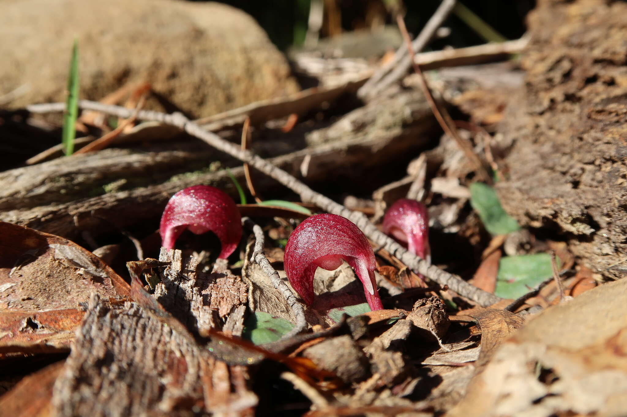 Image de Corybas aconitiflorus Salisb.