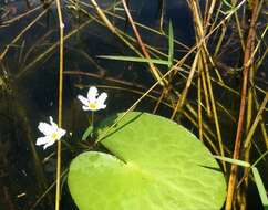 Слика од Nymphoides aquatica (J. F. Gmel.) Kuntze