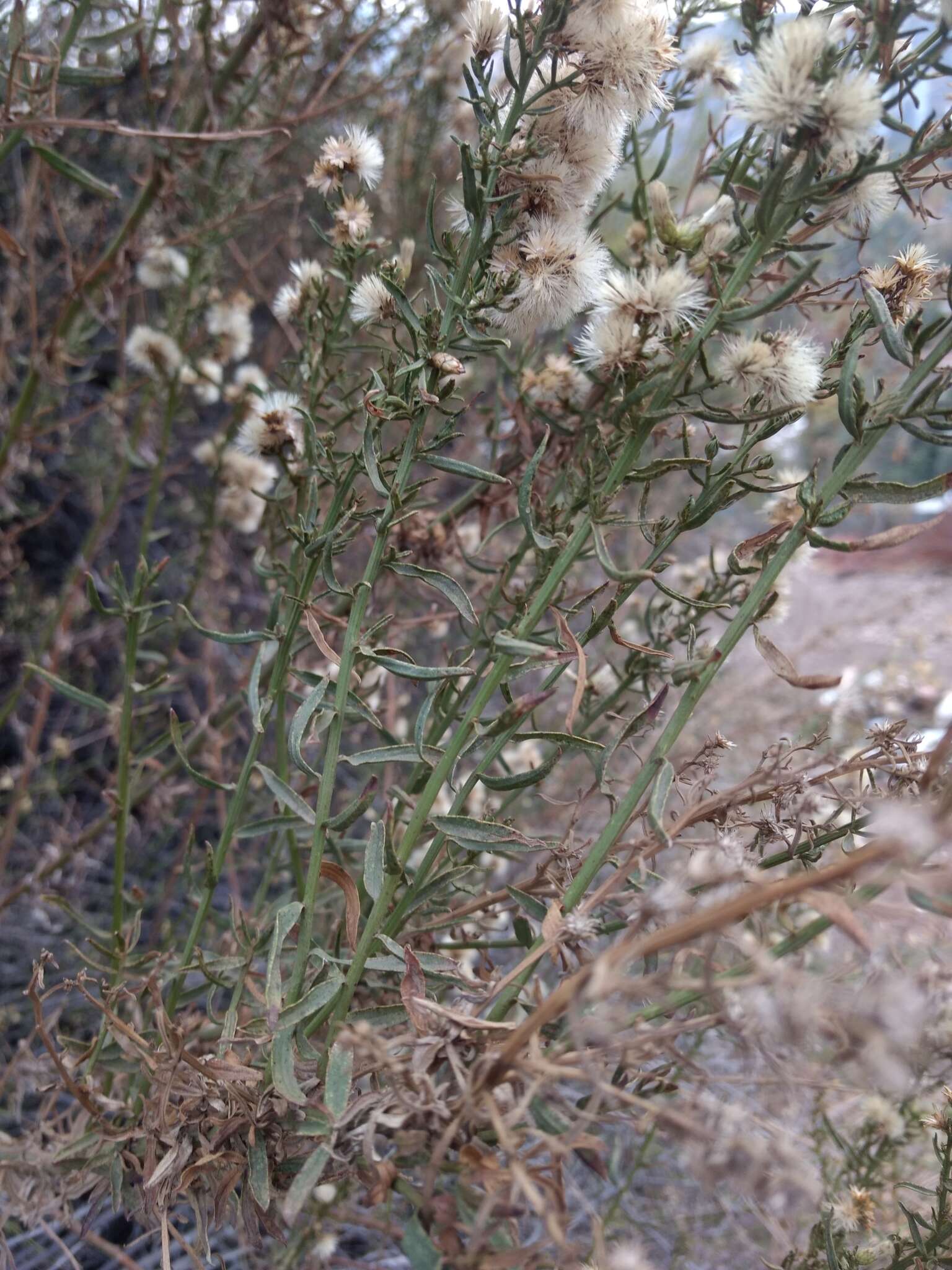 صورة Baccharis paniculata DC.