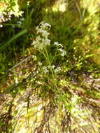 Image of heath bedstraw