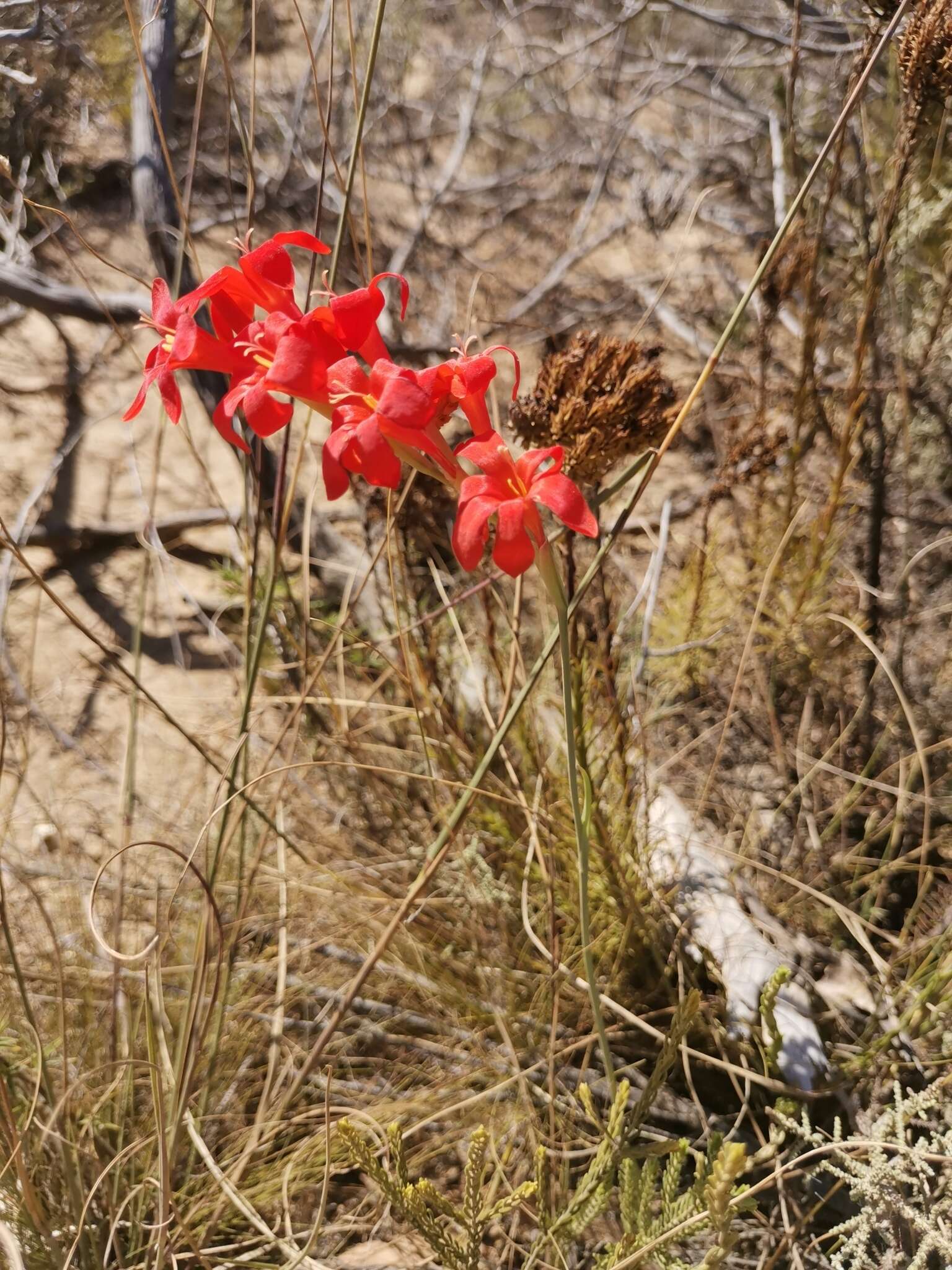 Image of Gladiolus nerineoides G. J. Lewis