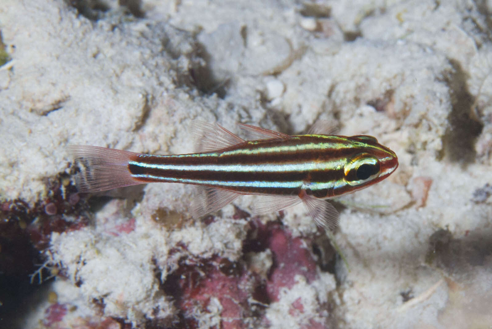 Plancia ëd Ostorhinchus nigrofasciatus (Lachner 1953)