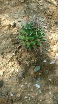 Image of Mammillaria carnea Zucc. ex Pfeiff.