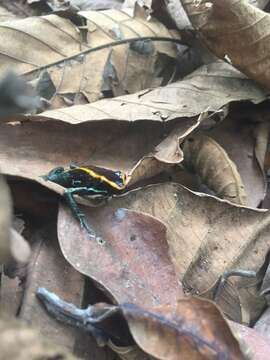 Image of Golfodulcean Poison Frog