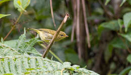 Sivun Phylloscopus nigrorum (Moseley 1891) kuva