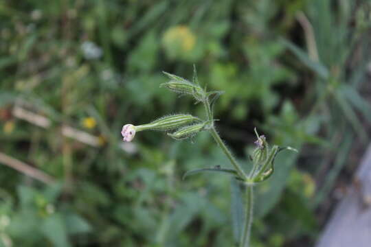 Image of night-flowering campion