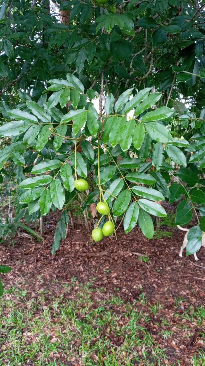 Imagem de Simarouba amara Aubl.