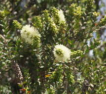 Image of bottlebrush teatree