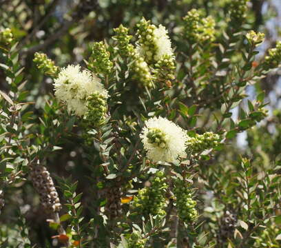 Image de Melaleuca squarrosa Donn