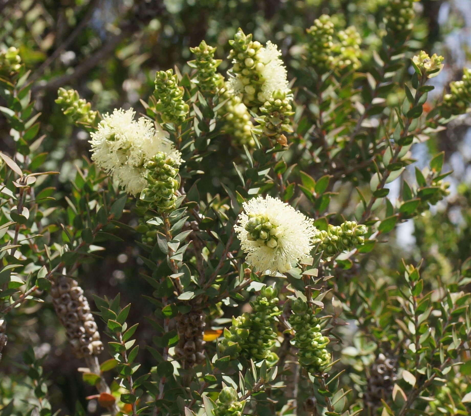 Image de Melaleuca squarrosa Donn