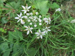 Image of Chinese chives