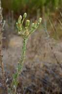 Image of sessileflower false goldenaster