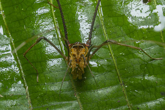 Image of Sodreana barbiellinii (Mello-Leitão 1927)