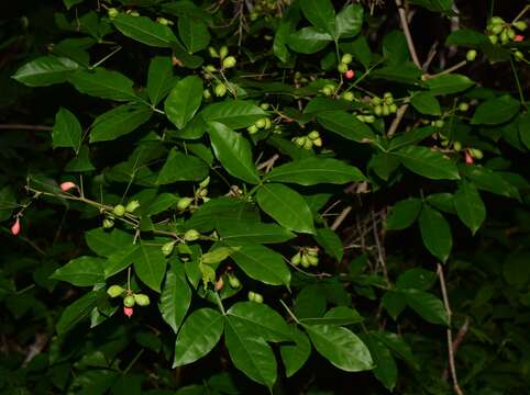 Image of Paullinia cururu L.