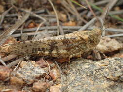 Image of Wrangler Grasshopper