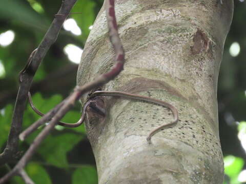 Image of Oliver's Parrot Snake