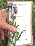 Image of Texan phacelia