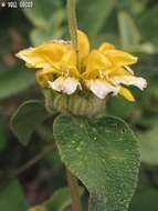 Image of Phlomis chrysophylla Boiss.