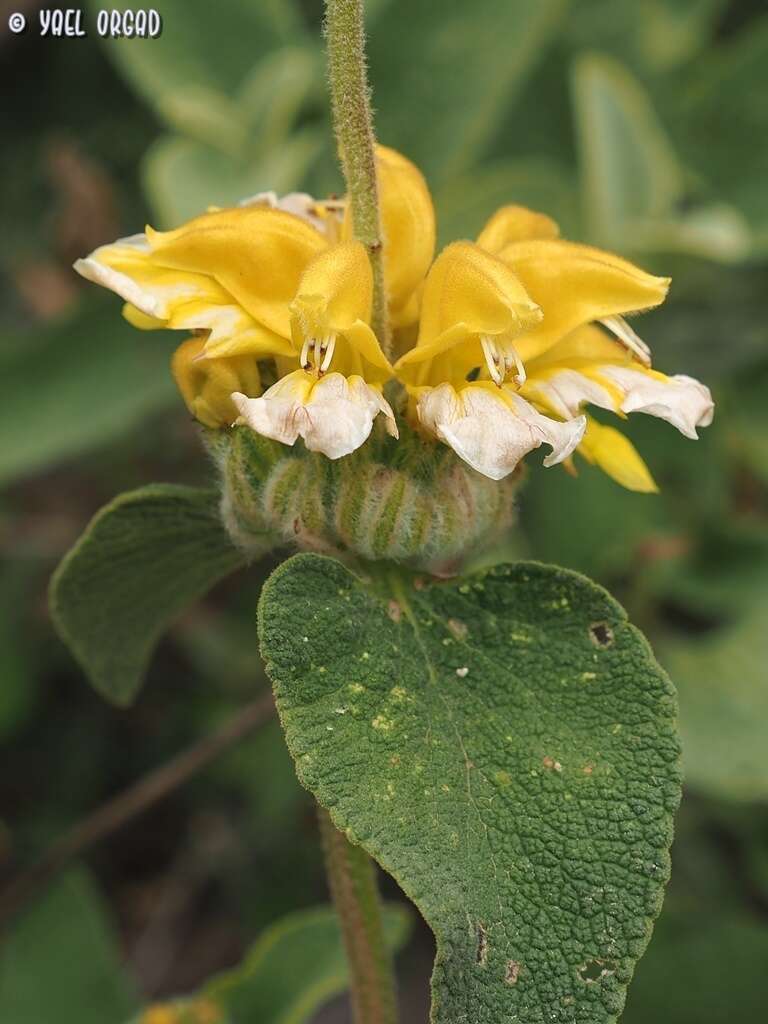 Image of Phlomis chrysophylla Boiss.