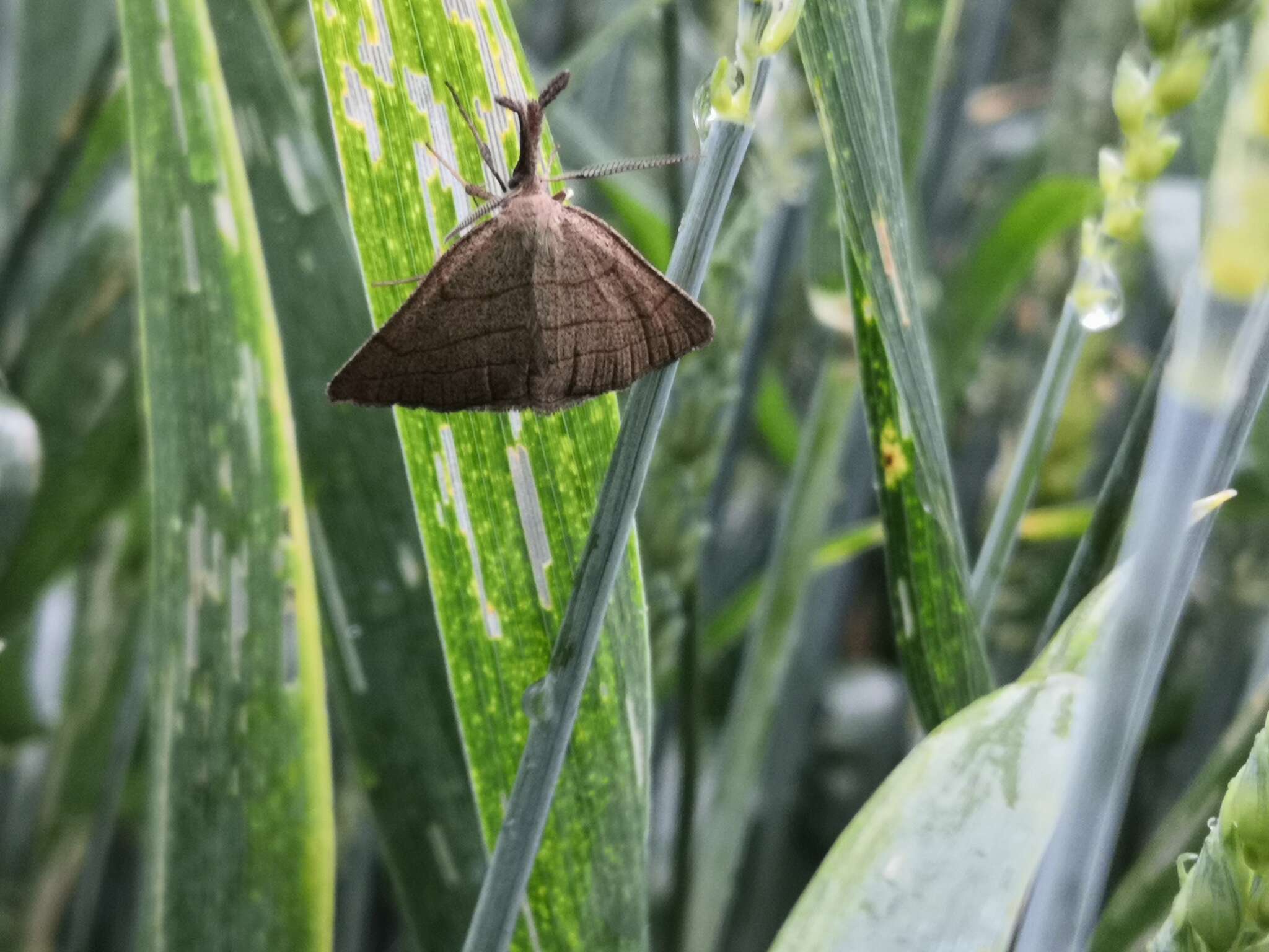 Polypogon tentacularia Linnaeus 1758的圖片