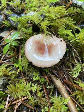 Image of Russula bicolor Burl. 1913