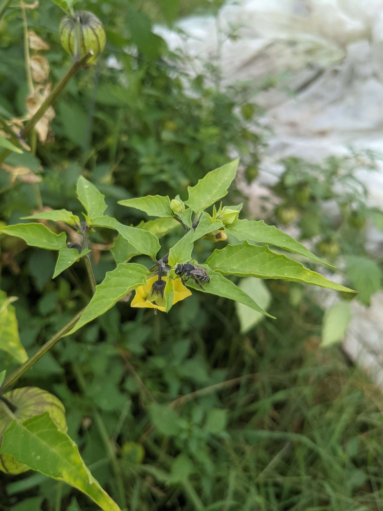 Image of Broad-footed Cellophane Bee