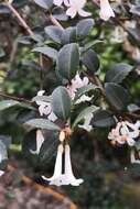 Image of Osmanthus delavayi Franch.