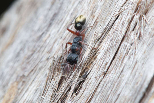 Image of Myrmecia chrysogaster (Clark 1943)