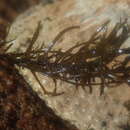 Image of Chordariopsis capensis