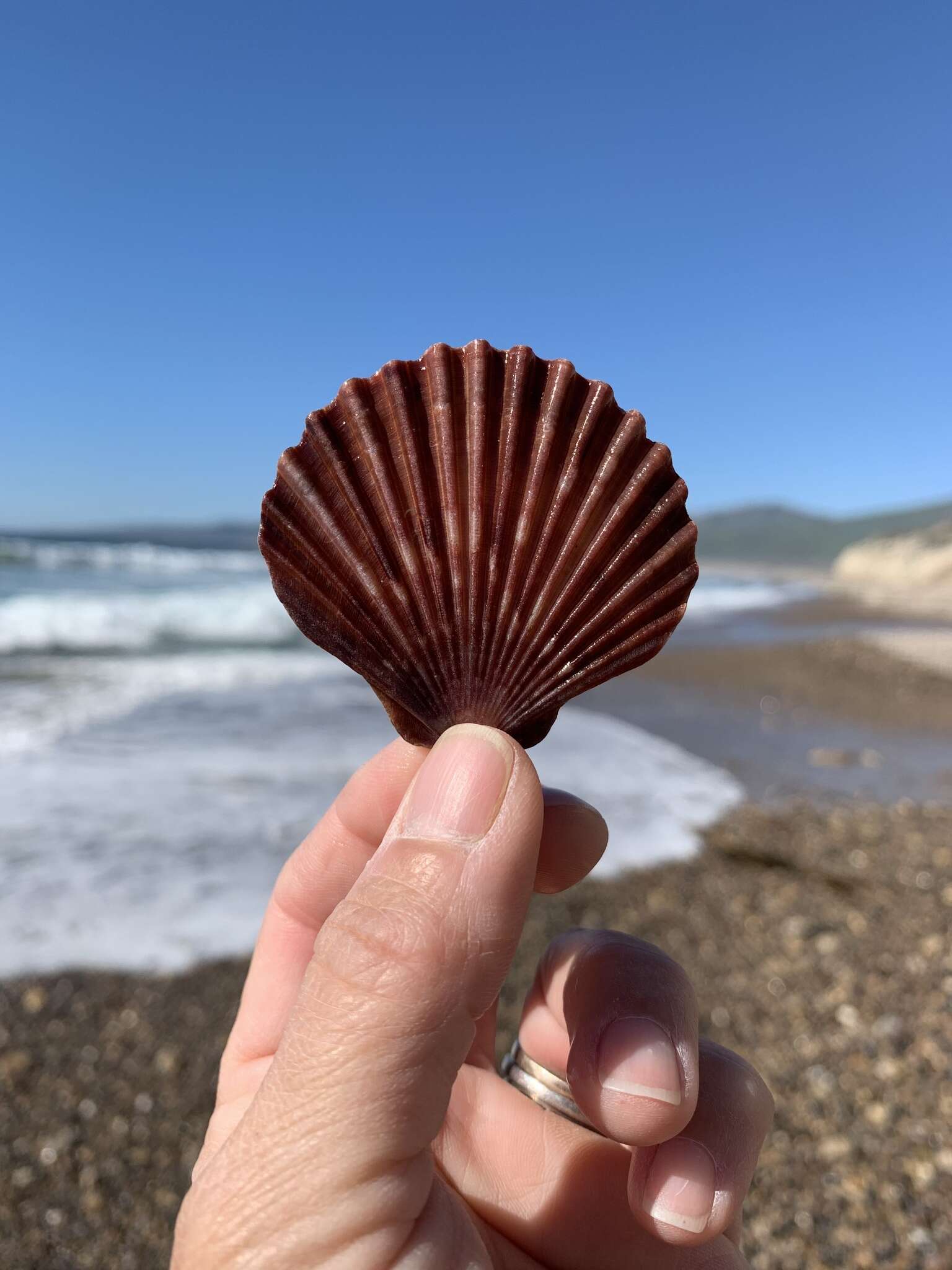 Image de Leopecten Masuda 1971