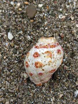 Image of alou rock shell