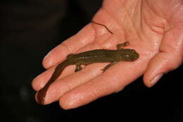 Image of Triturus ivanbureschi Arntzen & Wielstra ex Wielstra, Litvinchuk, Naumov, Tzankov & Arntzen 2013