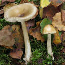 Image of Amanita betulae Neville & Poumarat 2009