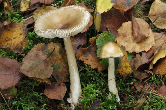 Image of Amanita betulae Neville & Poumarat 2009