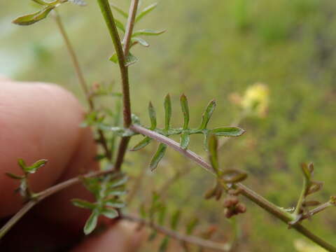 Image of curvepod yellowcress